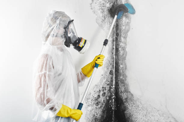 Best Post-Construction Mold Inspection  in Millersburg, OR