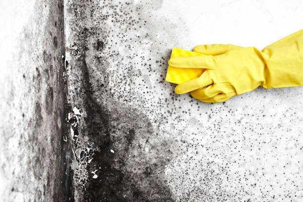 Best Mold Damage Restoration  in Millersburg, OR