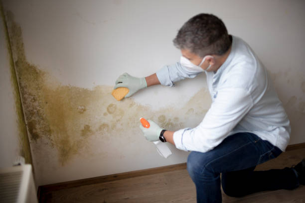 Millersburg, OR Mold Removal Company