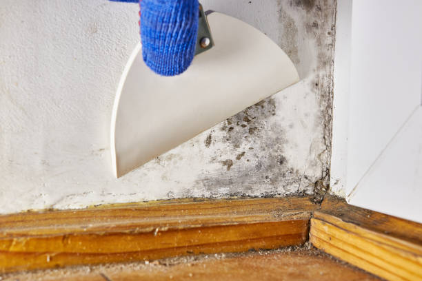 Best Water Damage & Mold Remediation  in Millersburg, OR