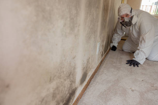 Best Mold Odor Removal Services  in Millersburg, OR